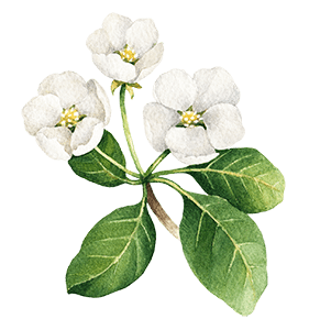 Ilaria-floating_image_04 https://weddingplannerconsultant.it/wp-content/uploads/2025/07/Ilaria-floating_image_04.png